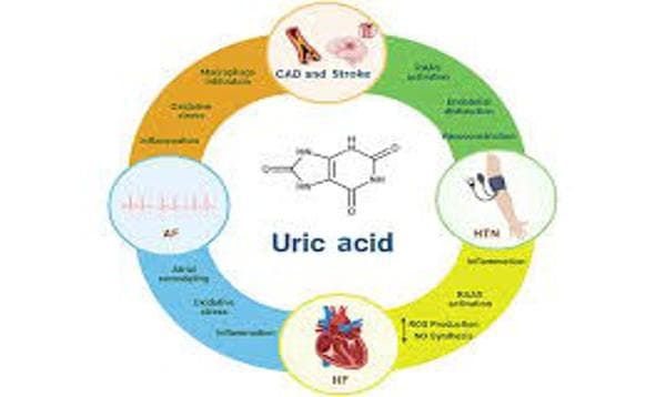 Uric Acid Levels: What Your Test Results Mean for Your Health
