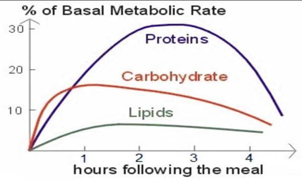Basal Metabolic Rate (BMR) Calculator – How Many Calories Does Your Body Burn at Rest?