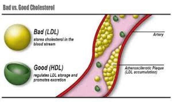 LDL & HDL Cholesterol Difference Calculator – Understanding Good vs. Bad Cholesterol