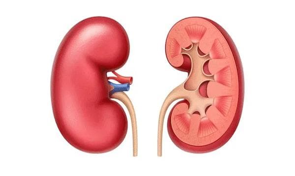 Understanding Creatinine Clearance & eGFR: A Key to Kidney Health