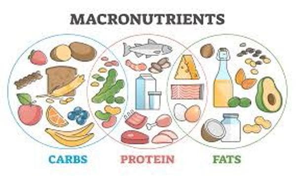 Macronutrient Ratio Calculator – Balance Your Carbs, Proteins, and Fats for Optimal Health
